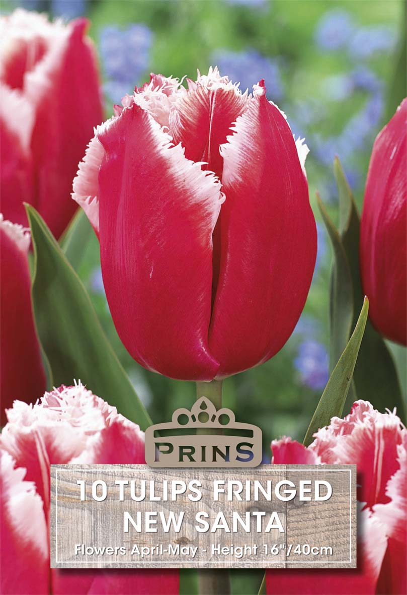 Tulips New Santa 10 Per Pack