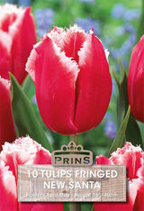 Tulips New Santa 10 Per Pack