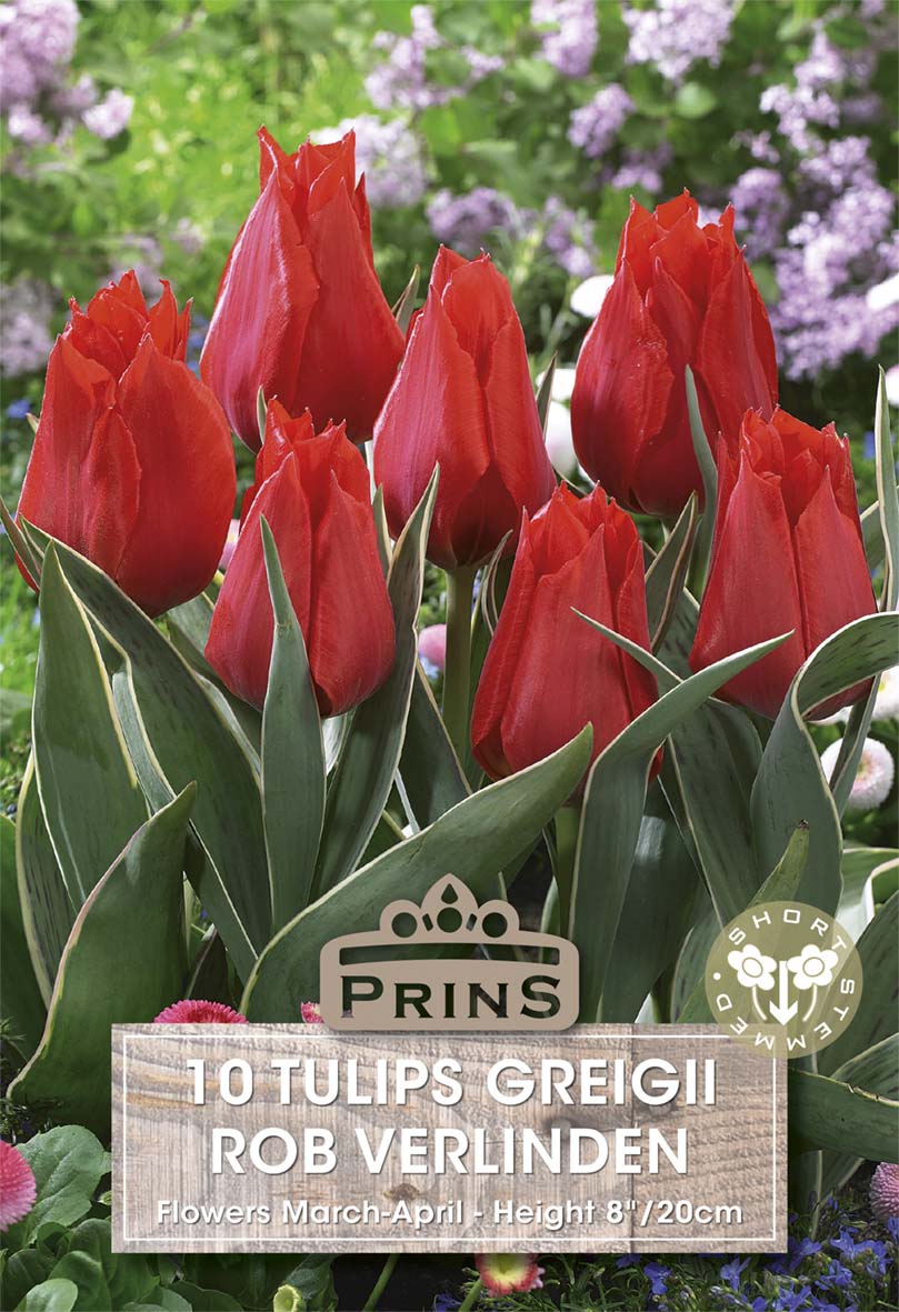 Tulips Rob Verilnden 10 Per Pack