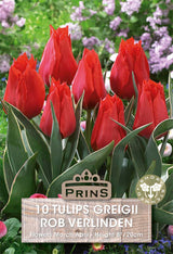 Tulips Rob Verilnden 10 Per Pack