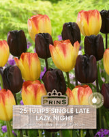 Tulips Lazy Night Crate 25 Per Pack