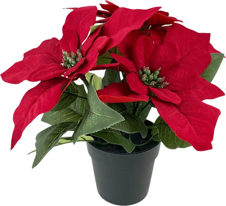 Poinsettia Dark Red 24cm