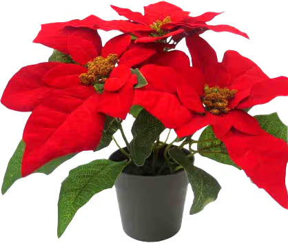 Poinsettia Red 24cm