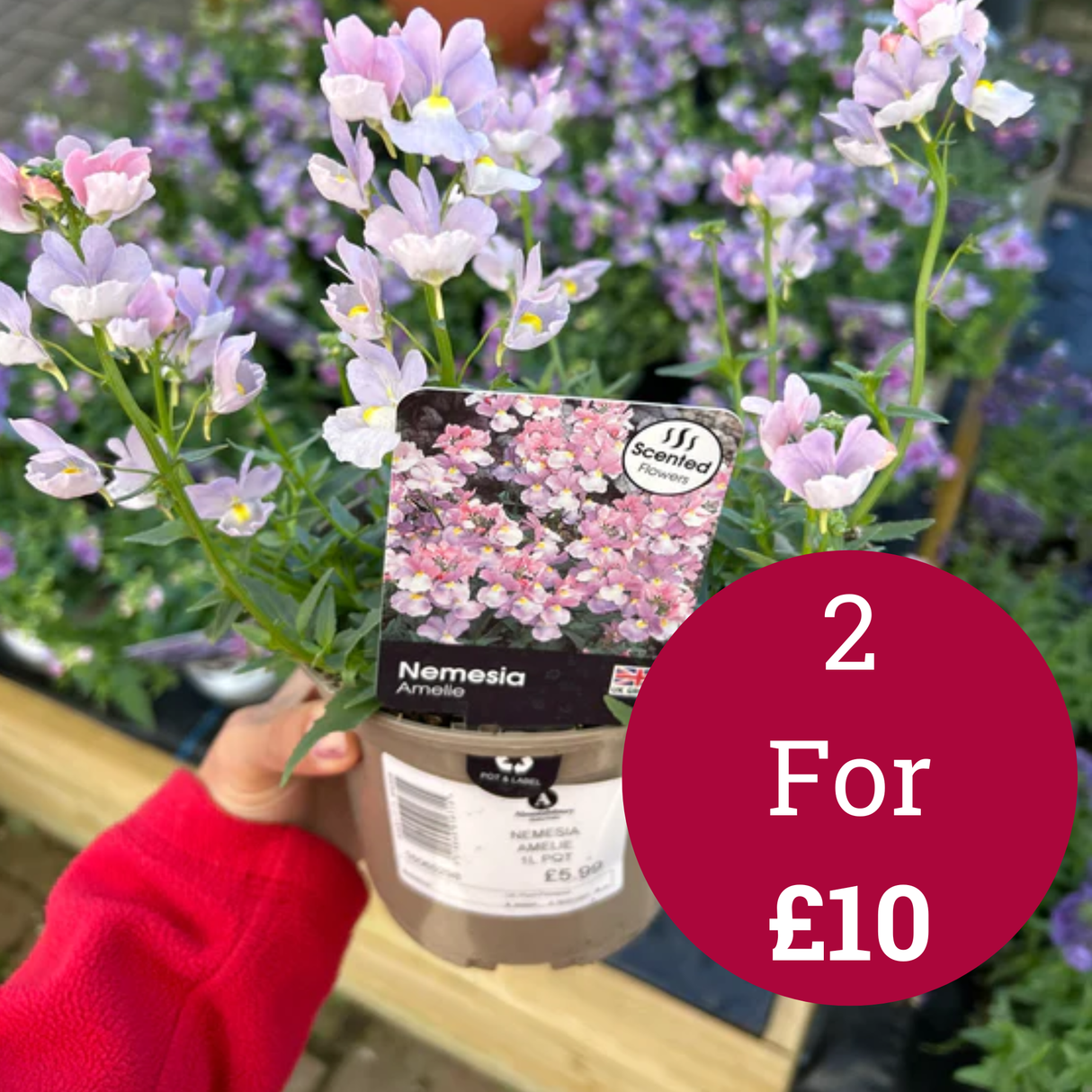Nemesia Amelie 1L