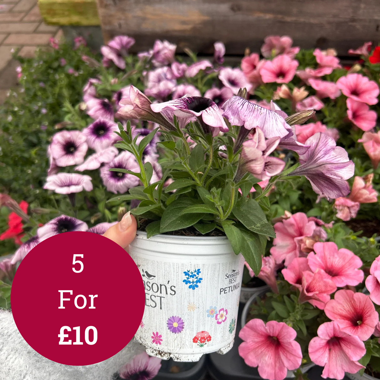 Seaons Best Petunia 10.5cm