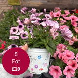 Seaons Best Petunia 10.5cm