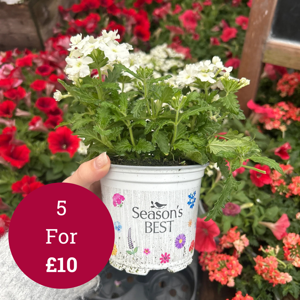 Seasonal Colours Verbena 10.5cm