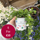 Seasons Best Bacopa 10.5cm