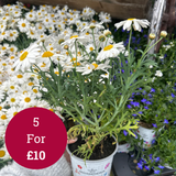 Seasonal Colours Argyranthemum 10.5cm