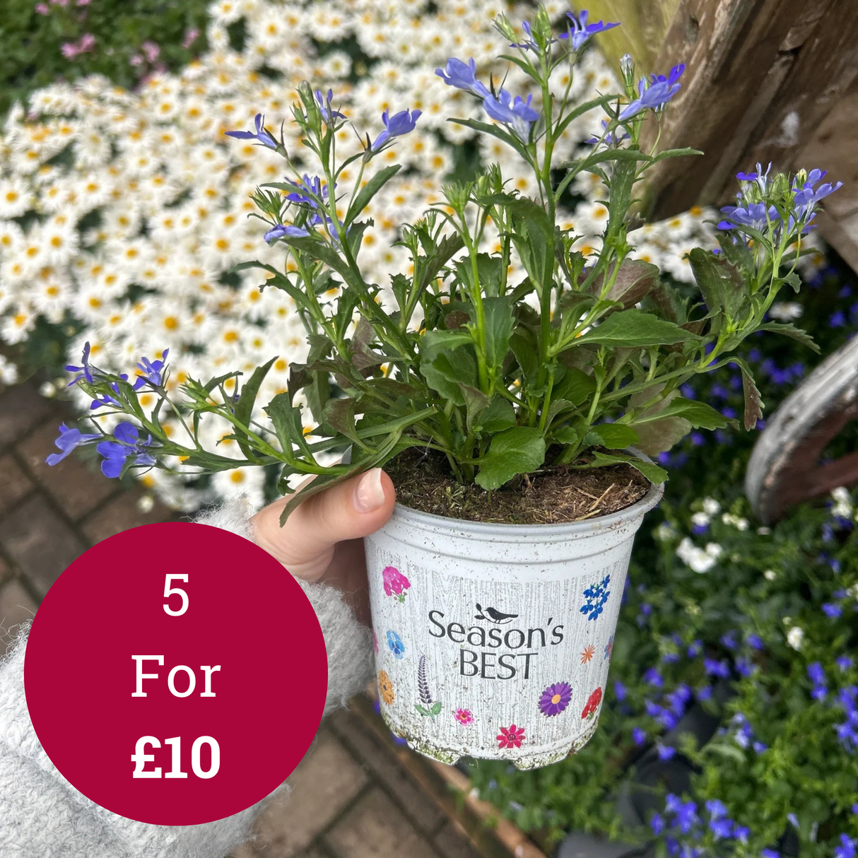 Seasons Best Lobelia 10.5cm