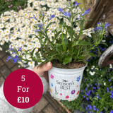 Seasons Best Lobelia 10.5cm