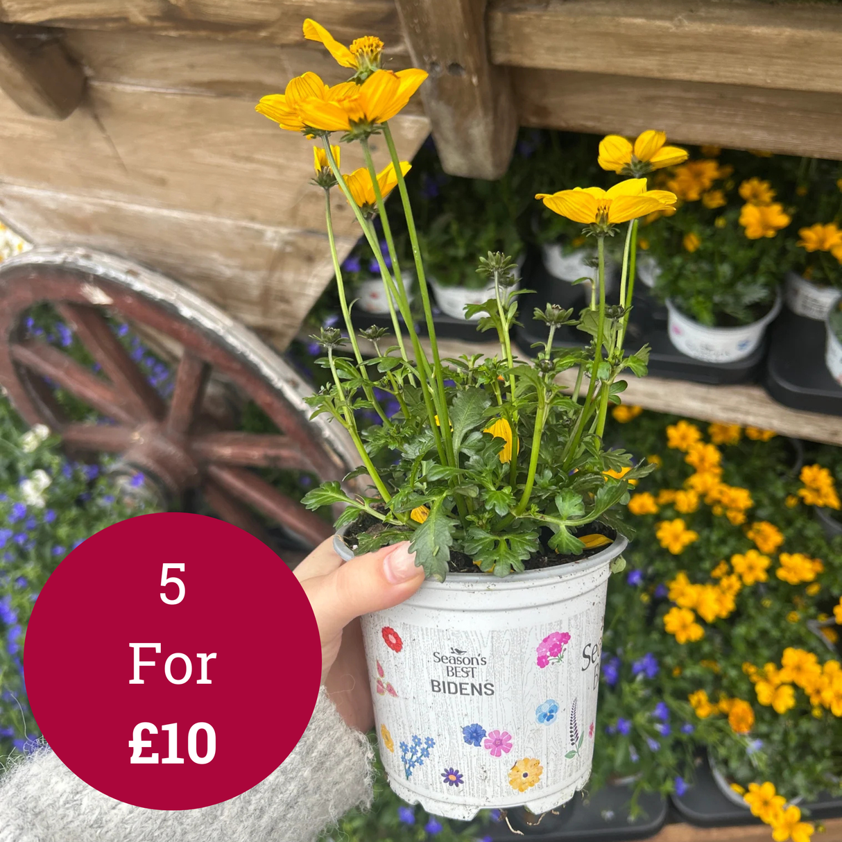 Seasons Best Bidens 10.5cm