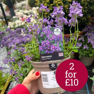 Nemesia Fleurie Blue 1L