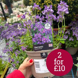 Nemesia Fleurie Blue 1L