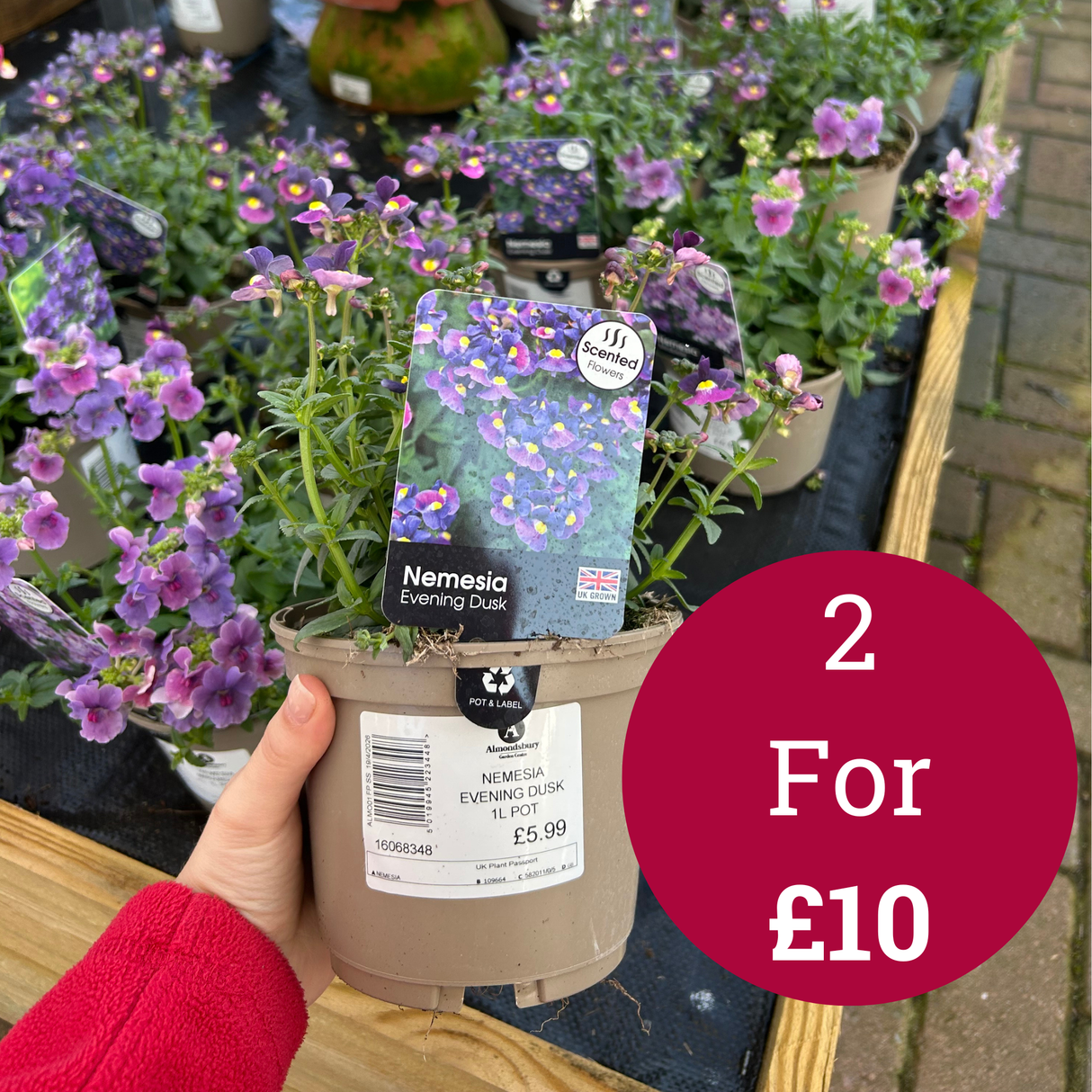 Nemesia Evening Dusk 1L
