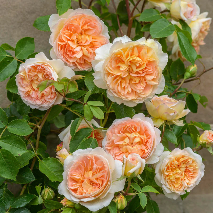 Bathsheba Rose