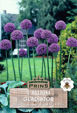 Allium Gladiator 1 Pack