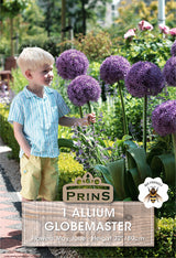 Allium Globemaster 1 Per Pack