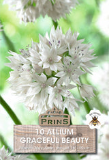 Allium Graceful Beauty 10 Per Pack