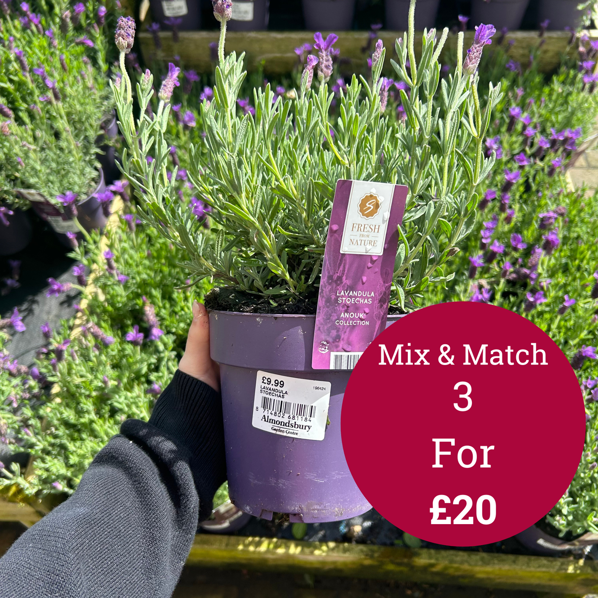 French Lavandula Stoechas