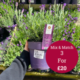 French Lavandula Stoechas