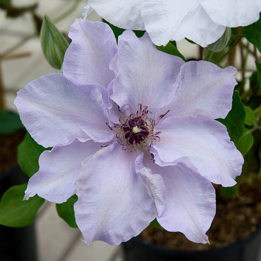 Clematis Eliza