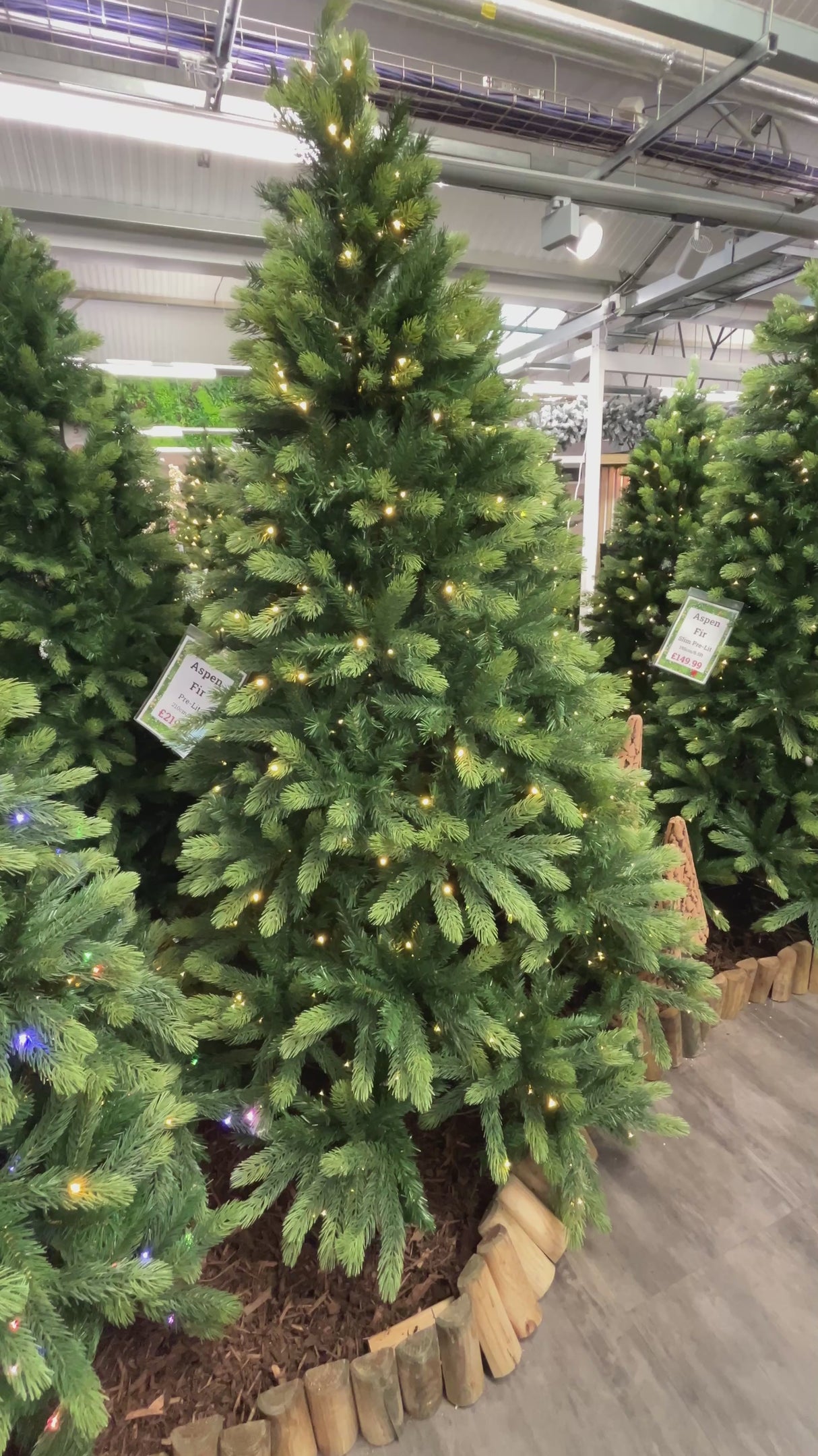 Aspen Fir Prelit (Various sizes)