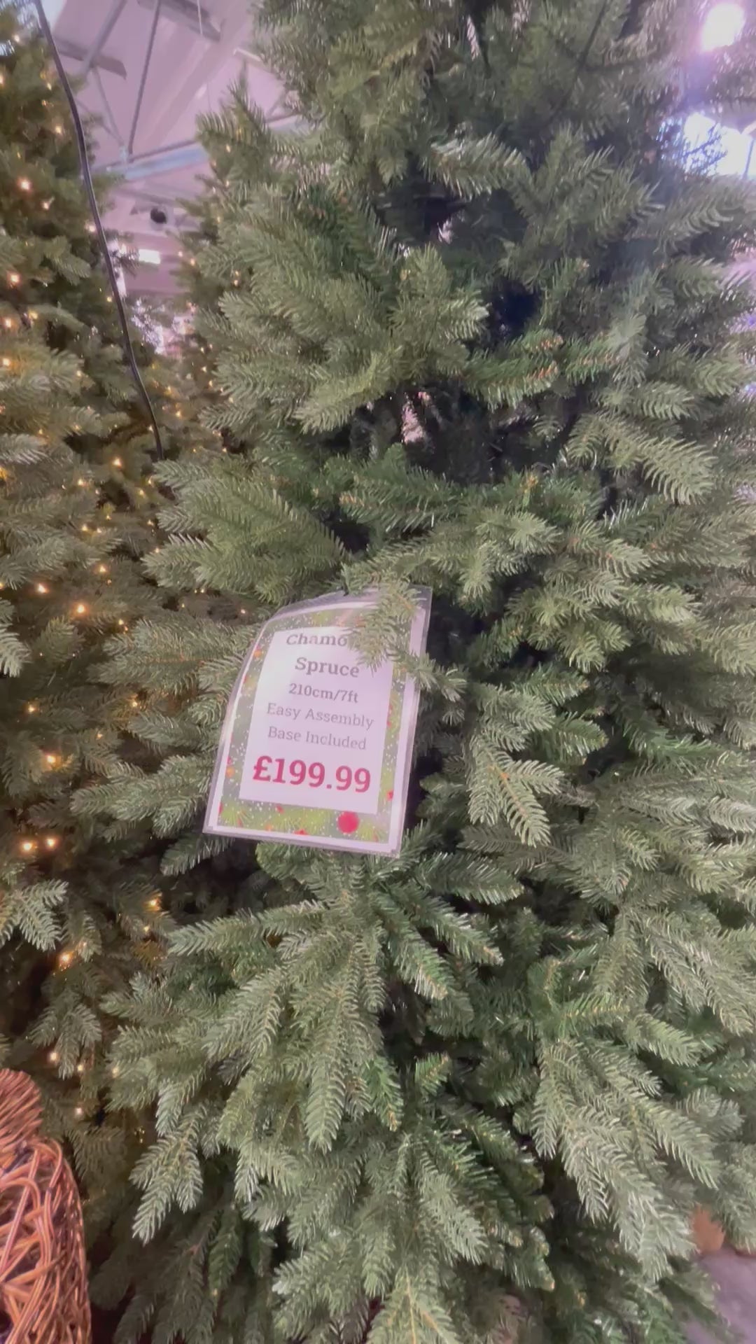Chamonix Spruce (Various sizes)