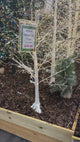 White Modelling Micro Dot Tree