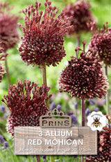Allium Red Mohican 3 Per Pack