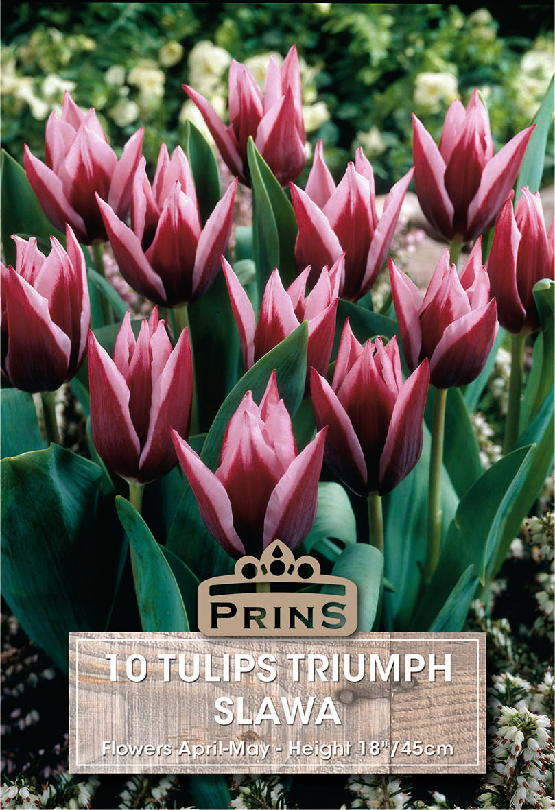 Tulips Slawa 10 Per Pack