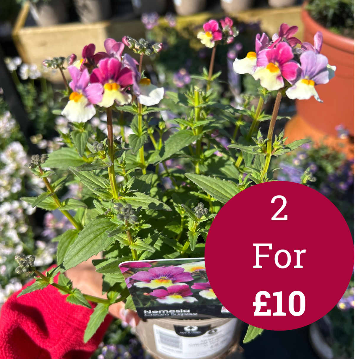 Nemesia Cream Surprise 1L