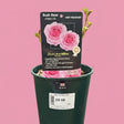 Potted plant with a 'Mum in a Million' label on a pink background