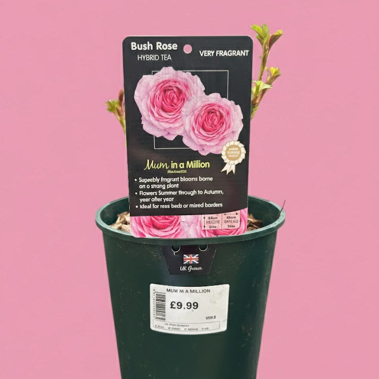 Potted plant with a 'Mum in a Million' label on a pink background