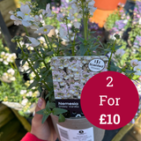 Nemesia Wisley Vanilla 1L